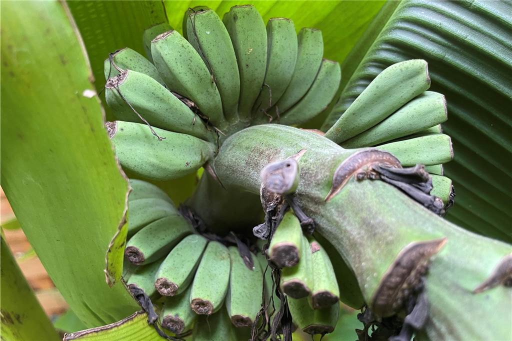 Ist das der Klimawandel? Bananen reifen in Werne-Stockum Erstmals nach vier Jahren trägt die Bananenstaude Früchte.