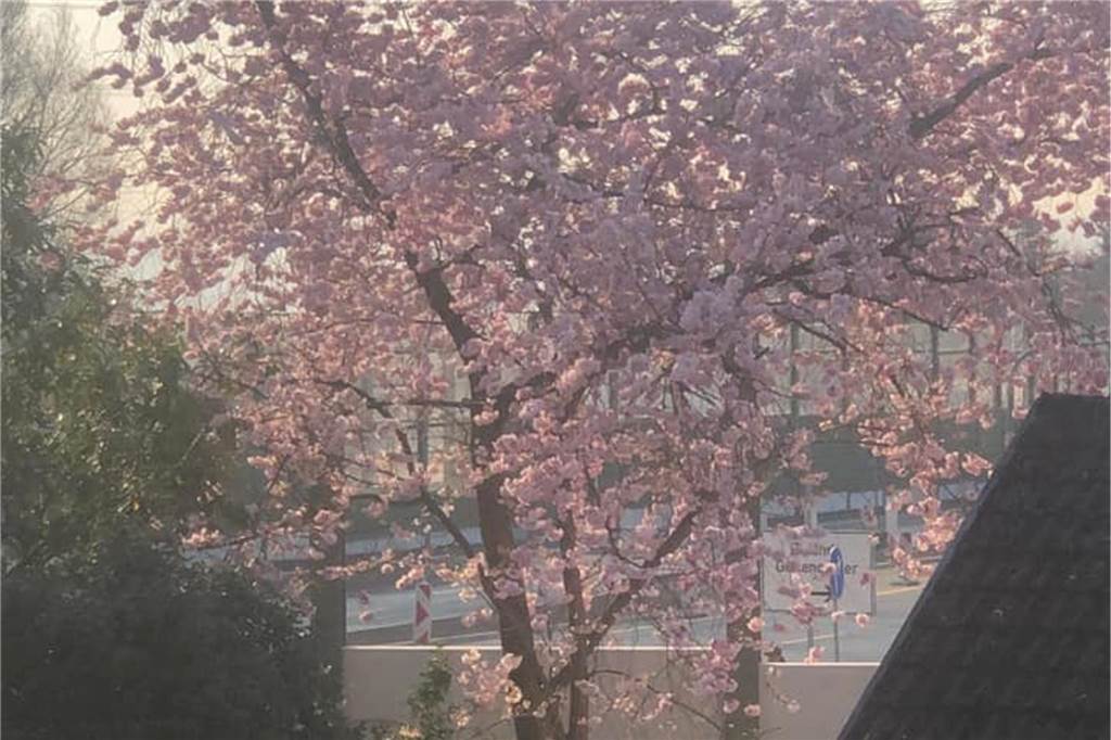 Ein blühender Baum steht vor der Schallschutzwand an der B236.