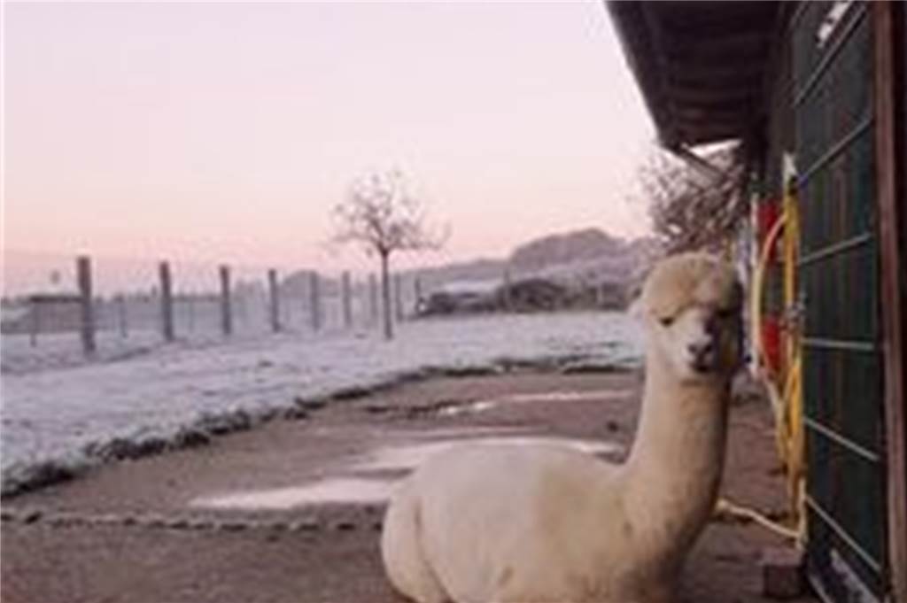 Alpaka im Winter