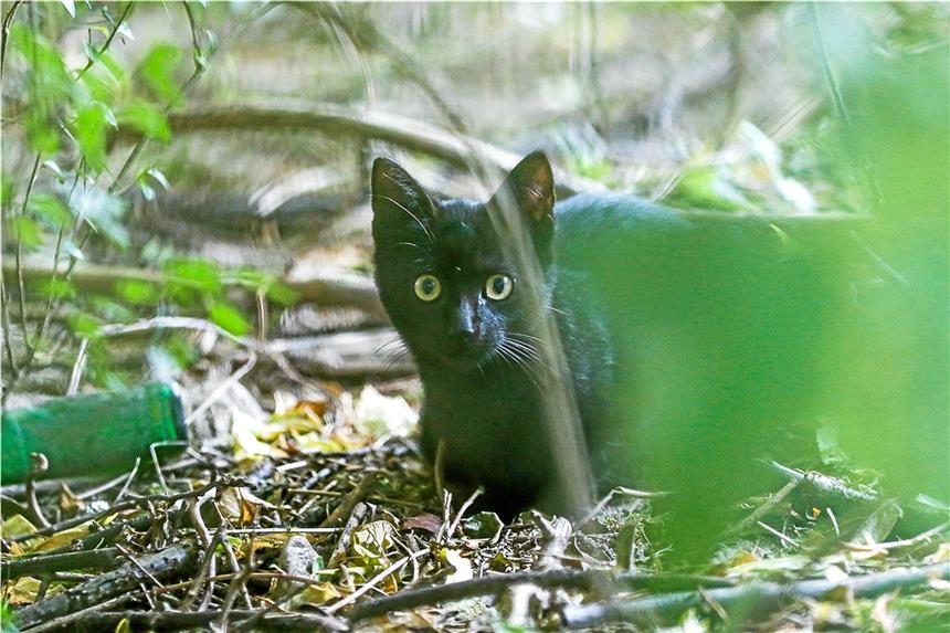 Neue Daten belegen mehr als 15.000 verwilderte Katzen Es gibt erstmals eine Analyse zu streunenden Katzen in Dortmund. Hier ein scheues, verwildertes Jungtier an einer Futterstelle Am Werzenkamp in Scharnhorst.