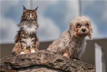 Es gibt viele Gründe, die für einen Besuch der Messe "Hund und Katz" sprechen. Vor allem flauschige.