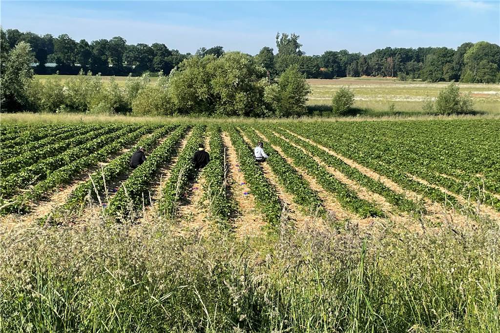 Aus für Anbau von Erdbeeren und Spargel: Beliebter Hofladen schließt Es ist das letzte Mal, dass auf den Feldern der Tenkhoffs direkt an der Lippe Erdbeeren geerntet werden. Damit endet eine 40 Jahre lange Tradition.