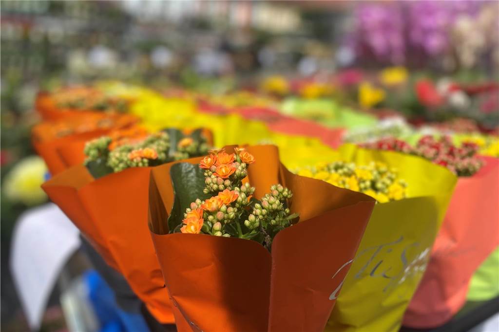 Es ist ein buntes Farbenmeer, das die Kunden bei Blumen Berndt erwartet.