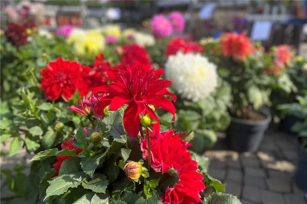 Es ist ein buntes Farbenmeer, das die Kunden bei Blumen Berndt erwartet.