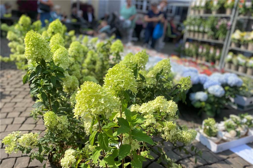 Es ist ein buntes Farbenmeer, das die Kunden bei Blumen Berndt erwartet.