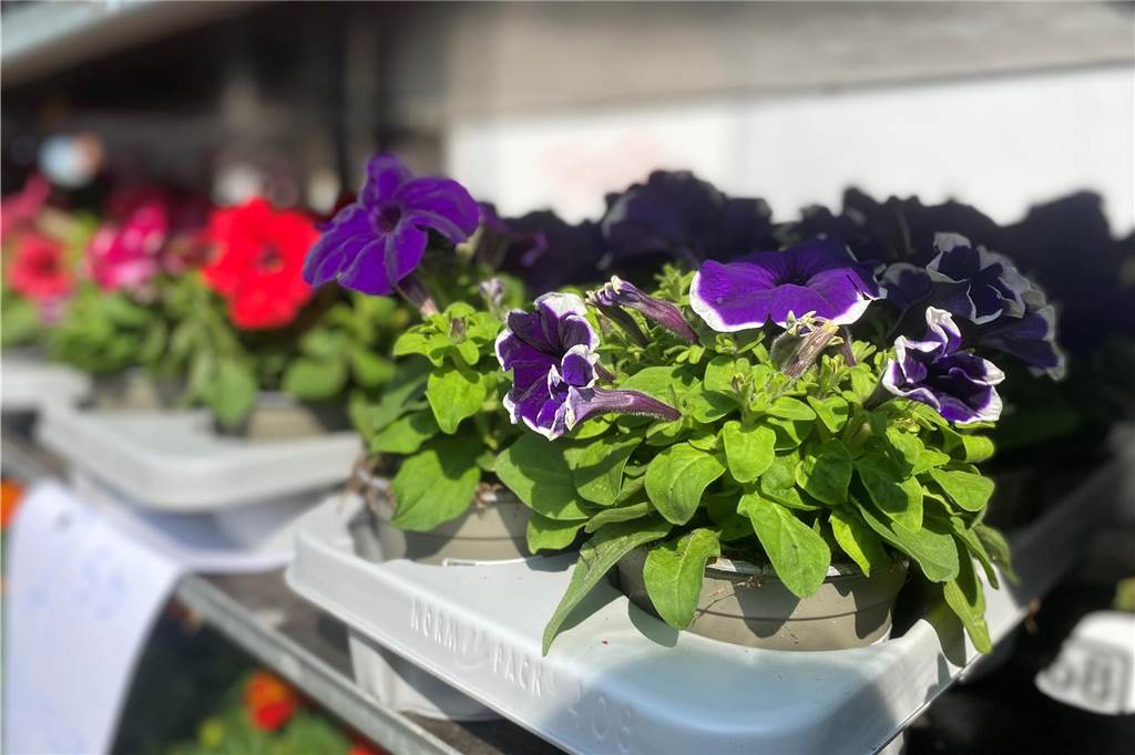 Es ist ein buntes Farbenmeer, das die Kunden bei Blumen Berndt erwartet.