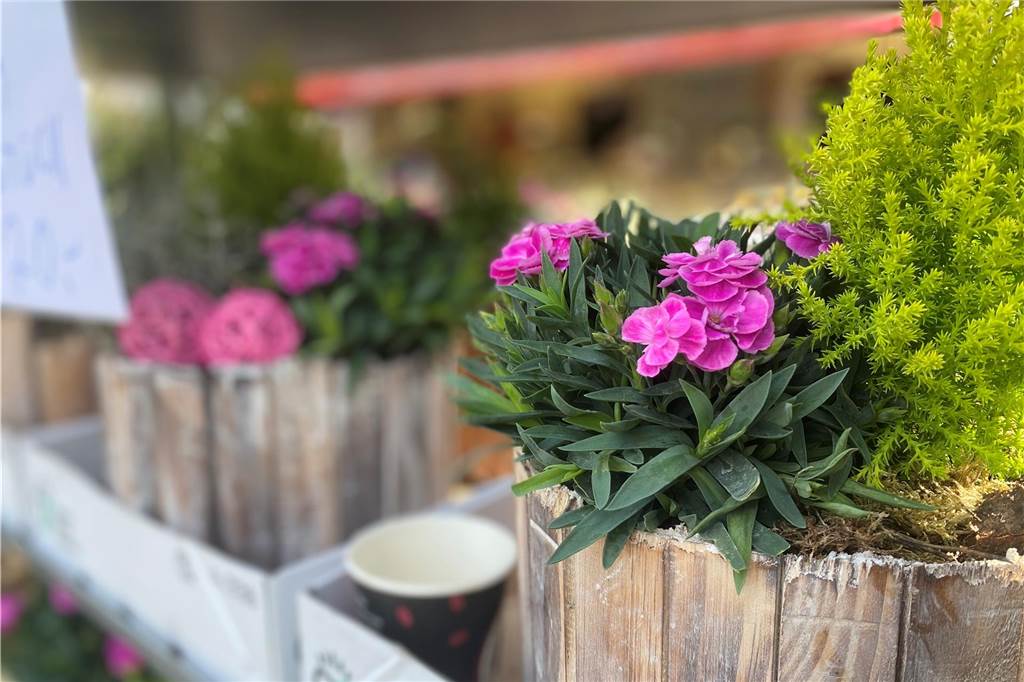 Es ist ein buntes Farbenmeer, das die Kunden bei Blumen Berndt erwartet.