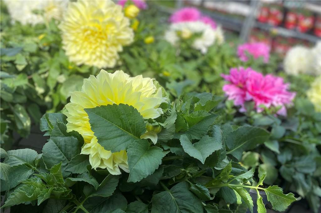 Es ist ein buntes Farbenmeer, das die Kunden bei Blumen Berndt erwartet.