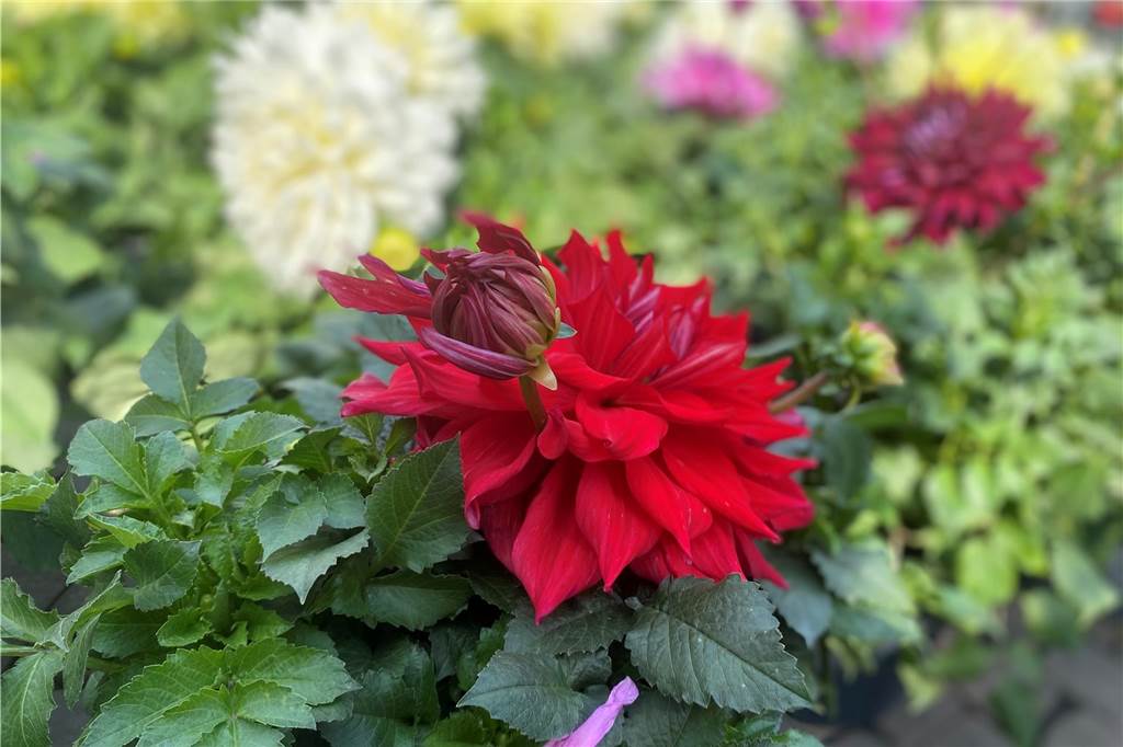 Es ist ein buntes Farbenmeer, das die Kunden bei Blumen Berndt erwartet.