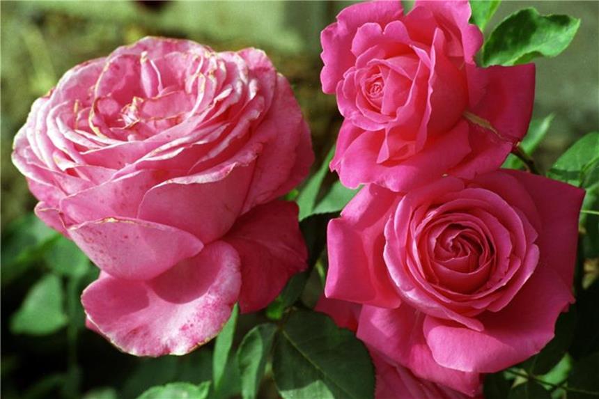 Rosen können auch im Februar gepflanzt werden Es ist noch nicht zu spät für die Rosenpflanzung. Auch im Februar und März lassen sie sich in den Garten setzen. Foto: Jan Bauer
