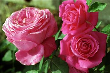 Es ist noch nicht zu spät für die Rosenpflanzung. Auch im Februar und März lassen sie sich in den Garten setzen. Foto: Jan Bauer