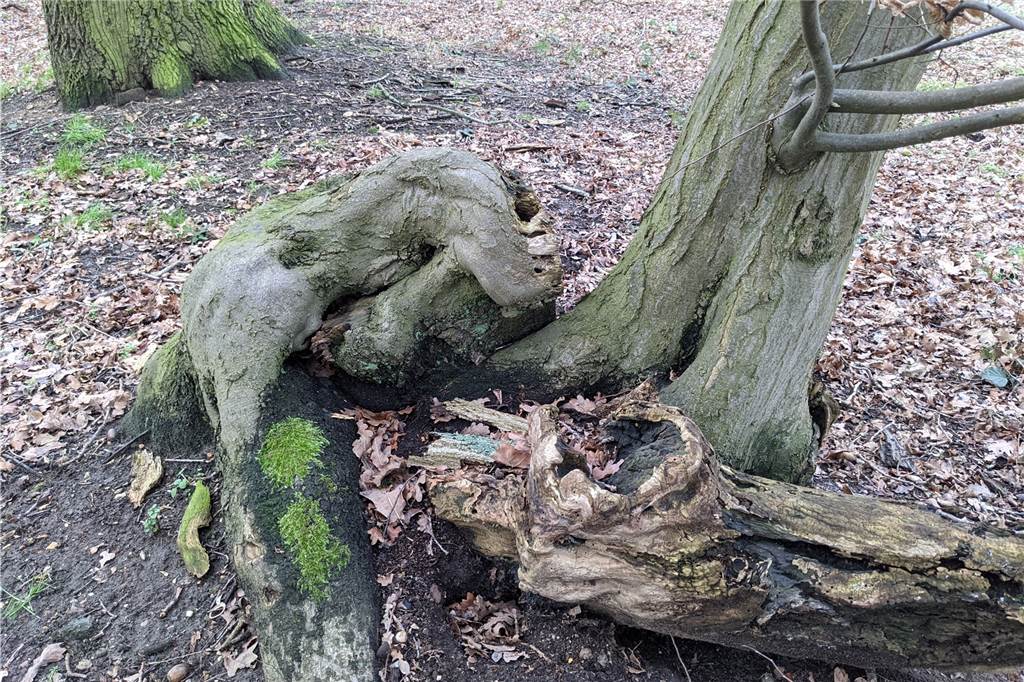 Das Geheimnis des unglaublichen „Gorilla-Baums“ von Dorsten Es sieht aus, als würde sich der Gorilla behaglich zu Füßen des benachbarten Baum anlehnen.