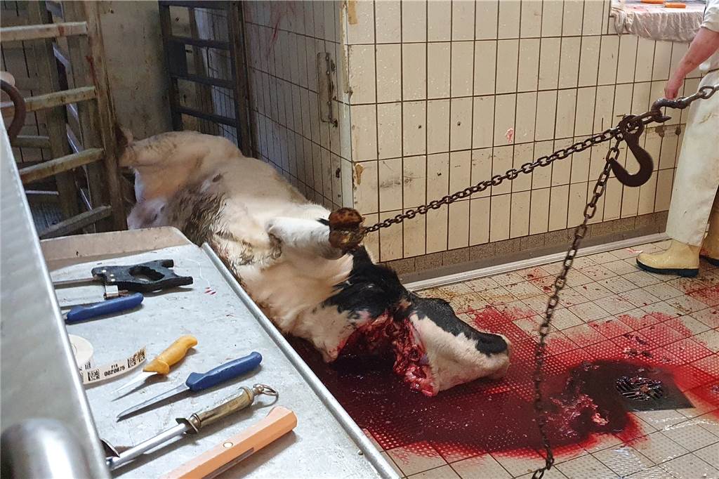 Es sieht brutal aus, aber gehört zur Schlachtung eben dazu: Durch einen Schnitt an der kehle blutet das Rind aus.