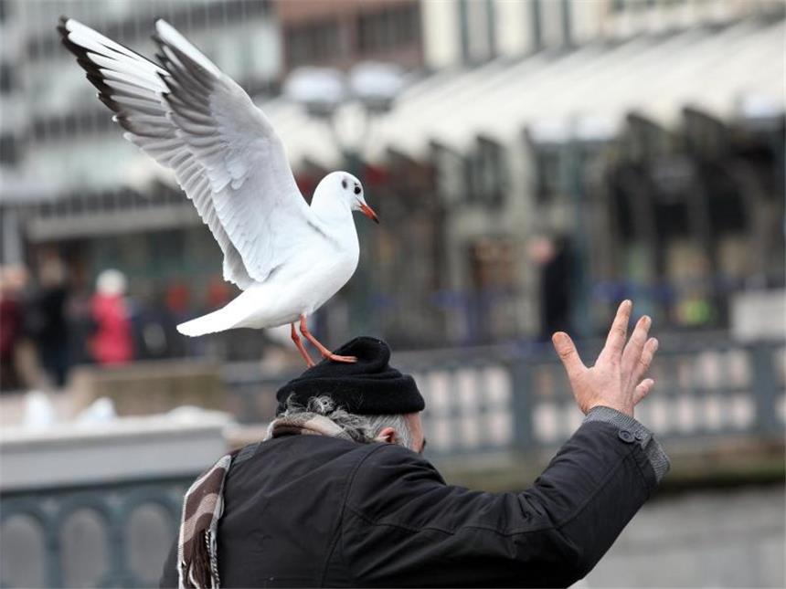 Gehen Vögel wirklich auf Menschen los? Es sieht wie ein Angriff aus. Doch der Direktor des Max-Planck-Instituts für Ornithologie in Radolfzell am Bodensee, Wikelski, geht nicht davon aus, dass die Aggressivität bei Vögeln zugenommen hat. Die Tiere kämen in ihrem Lebensraum inzwischen häufiger mit Menschen in Berührung als noch vor 20, 30 Jahren und hätten sich möglicherweise mehr an die Präsenz der Menschen gewöhnt. Foto: Bodo Marks