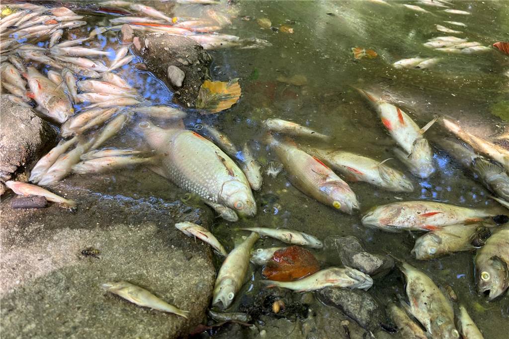 Anwohner sind stinksauer: „Gelsenwasser ist sehenden Auges in die Katastrophe gegangen“ Es sind vor allem kleine Fische, die in der Stever erstickt sind. Den Tieren ist am Wochenende der Sauerstoff ausgegangen.