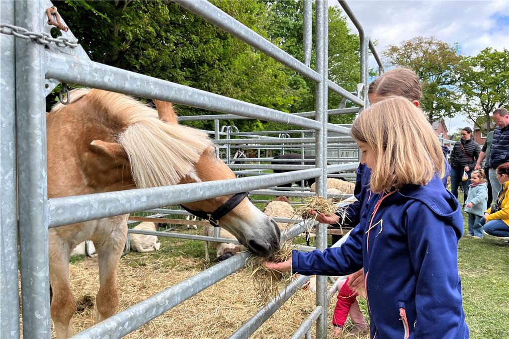 Esel, Pferde, Hühner oder doch ein Alpaka? All diese Tiere gab es hautnah beim Lembecker Tiermarkt. Bei milden Temperaturen zog es zahlreiche Besucherinnen und Besucher auf die Tierwiese.