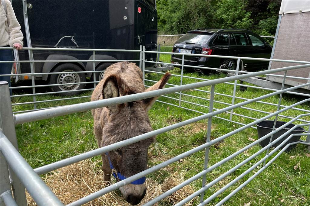 Esel, Pferde, Hühner oder doch ein Alpaka? All diese Tiere gab es hautnah beim Lembecker Tiermarkt. Bei milden Temperaturen zog es zahlreiche Besucherinnen und Besucher auf die Tierwiese.