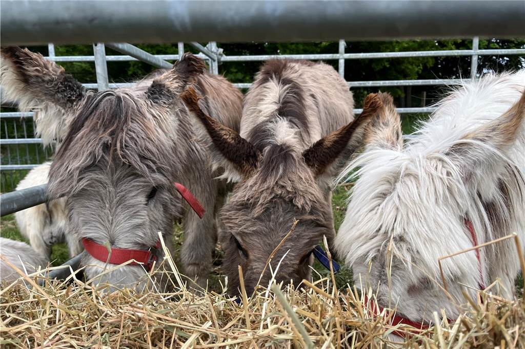 Esel, Pferde, Hühner oder doch ein Alpaka? All diese Tiere gab es hautnah beim Lembecker Tiermarkt. Bei milden Temperaturen zog es zahlreiche Besucherinnen und Besucher auf die Tierwiese.