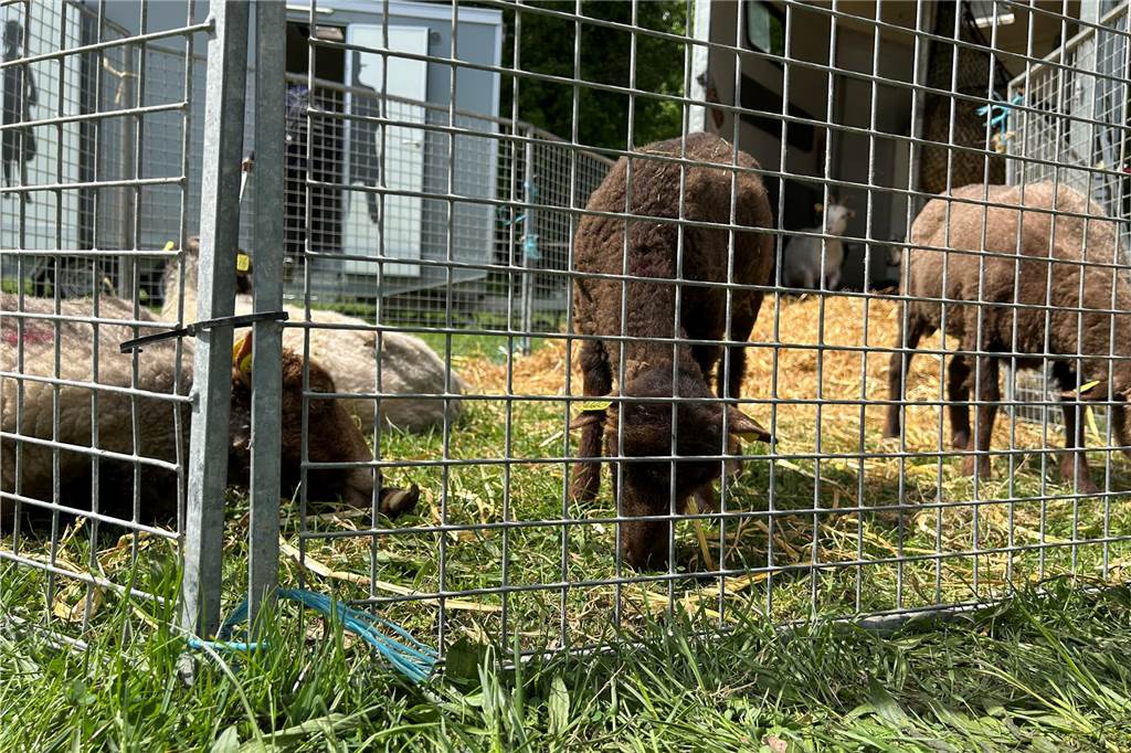 Esel, Pferde, Hühner oder doch ein Alpaka? All diese Tiere gab es hautnah beim Lembecker Tiermarkt. Bei milden Temperaturen zog es zahlreiche Besucherinnen und Besucher auf die Tierwiese.