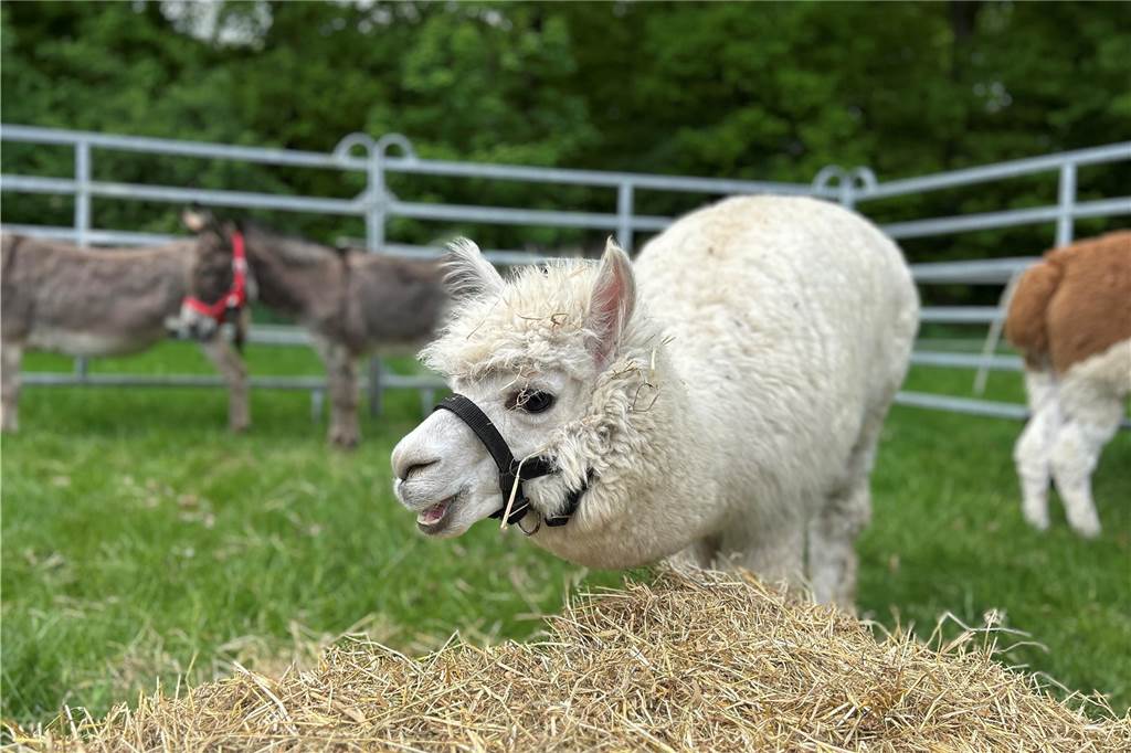 Esel, Pferde, Hühner oder doch ein Alpaka? All diese Tiere gab es hautnah beim Lembecker Tiermarkt. Bei milden Temperaturen zog es zahlreiche Besucherinnen und Besucher auf die Tierwiese.
