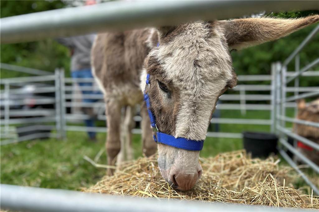 Esel, Pferde, Hühner oder doch ein Alpaka? All diese Tiere gab es hautnah beim Lembecker Tiermarkt. Bei milden Temperaturen zog es zahlreiche Besucherinnen und Besucher auf die Tierwiese.