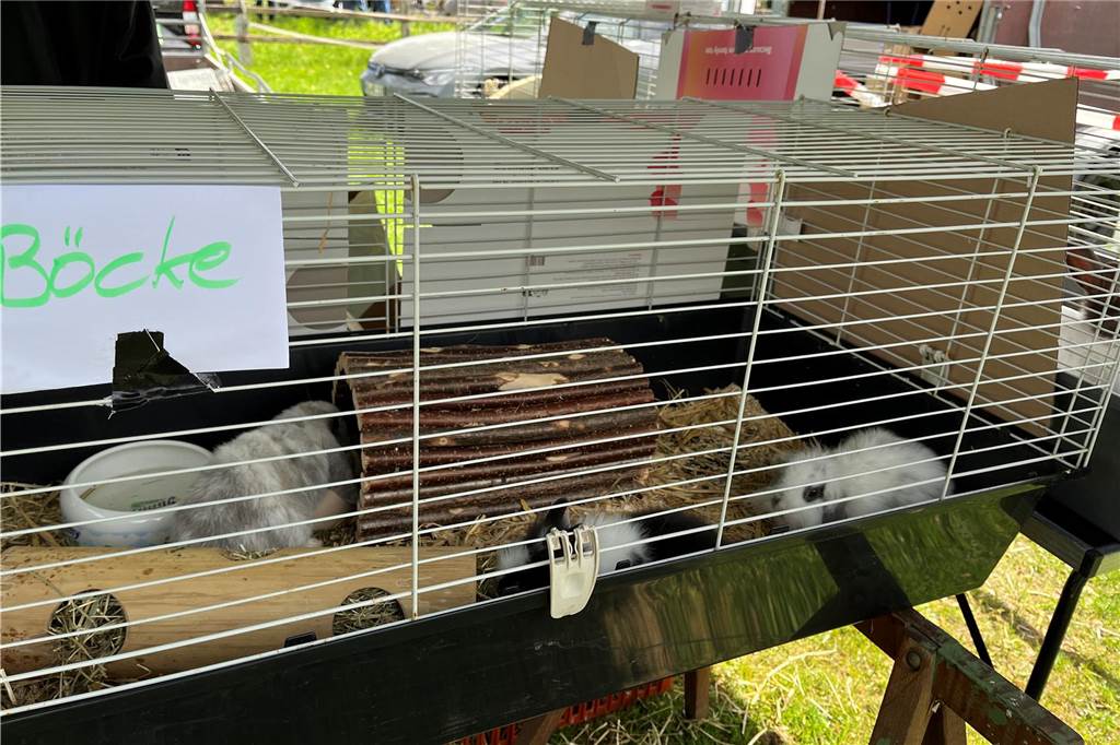Esel, Pferde, Hühner oder doch ein Alpaka? All diese Tiere gab es hautnah beim Lembecker Tiermarkt. Bei milden Temperaturen zog es zahlreiche Besucherinnen und Besucher auf die Tierwiese.