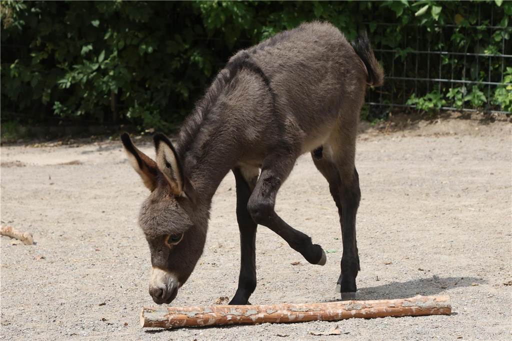 Eselfohlen Maxi erkundet sein Gehege im Dortmunder Zoo.