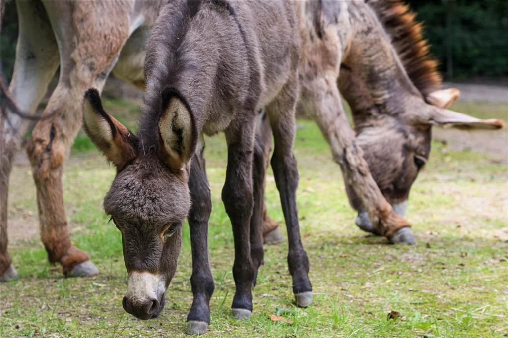Eselfohlen Maxi erkundet sein Gehege im Dortmunder Zoo.