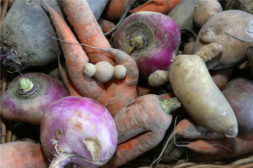 Frisches Obst und Gemüse bis vor die Tür: Diese Anbieter liefern Frisches Gemüse vom Feld: Zweibeinige Karotte, Zwiebeln, Kartoffeln