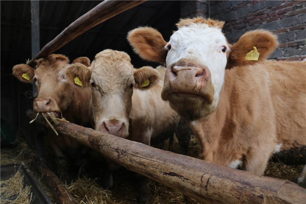 Thomas Storksberger (33) schlachtet noch selbst auf dem eigenen Hof Etwa 30 Rinder und 70 Schweine leben aktuell auf dem Hof Storksberger.