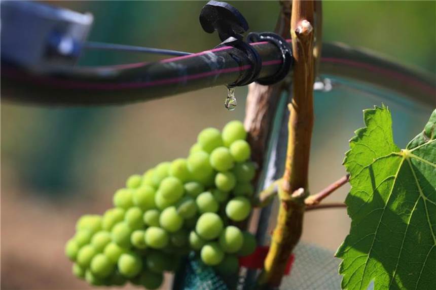 Bewässerungsprojekte für den Weinberg Etwa 500 Liter Wasser braucht ein Rebstock pro Jahr. Foto: Karl-Josef Hildenbrand