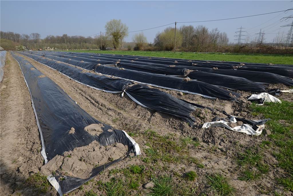 „Sich was gönnen“: Spargel ist noch begehrter als ohnehin schon Etwa ein Drittel des 1,5 Hektar großen Ackers ist noch ohne Tunnel. Der Spargel in der Erde ist erst in gut zwei Wochen erntereif.