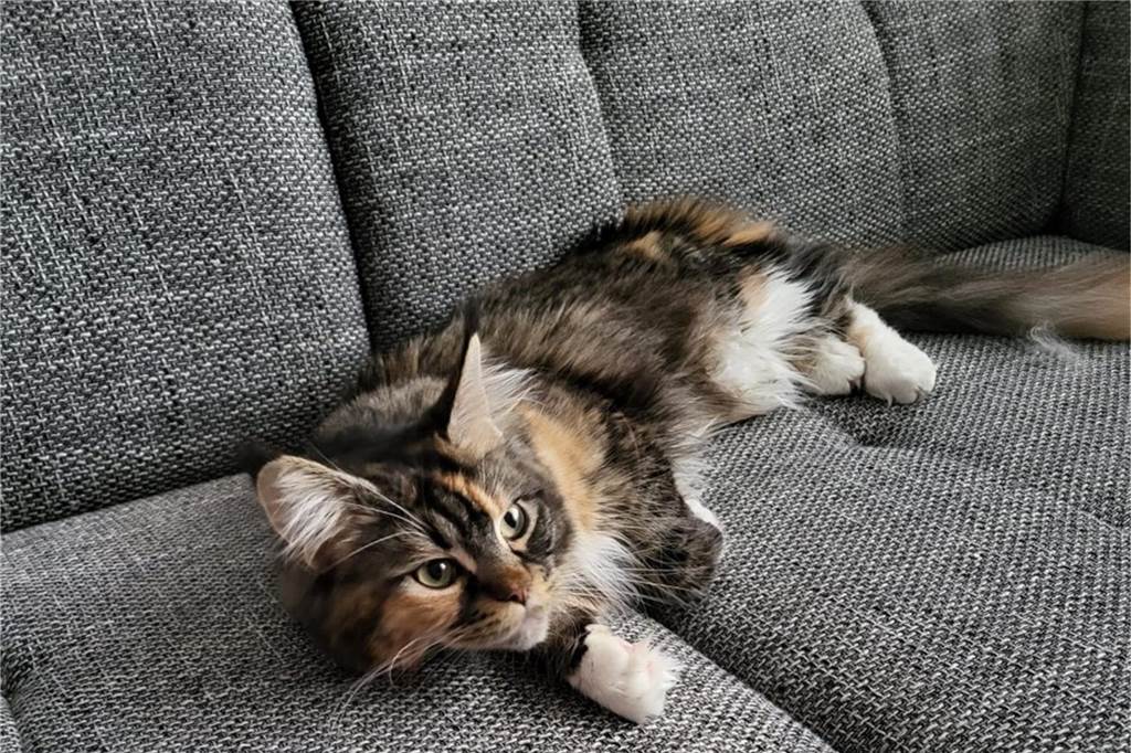 Eine Katze liegt auf dem Sofa.