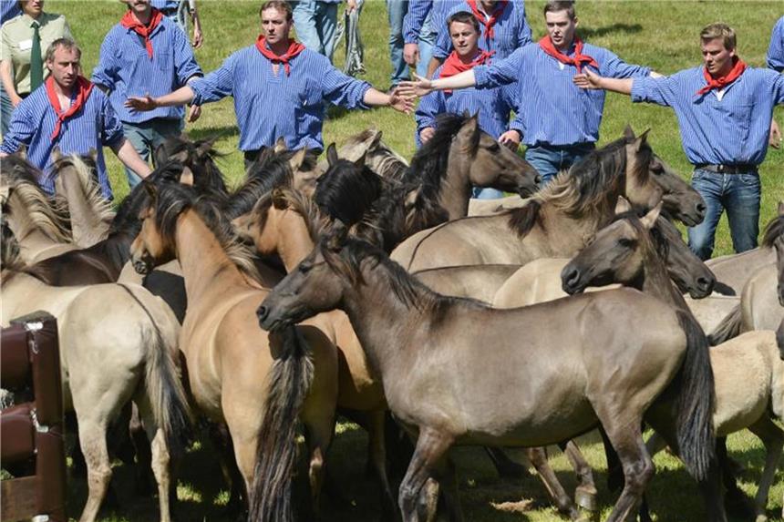 Wildpferdefang bei Dülmen: 36 junge Hengste eingekreist Fänger stehen bei Dülmen (Nordrhein-Westfalen) am Wildpferdfangtag 2014 in der Wildpferdarena bereit, um einen Hengst einzufangen. Foto: Henning Kaiser/Archiv