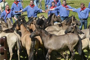 Fänger stehen bei Dülmen (Nordrhein-Westfalen) am Wildpferdfangtag 2014 in der Wildpferdarena bereit, um einen Hengst einzufangen. Foto: Henning Kaiser/Archiv