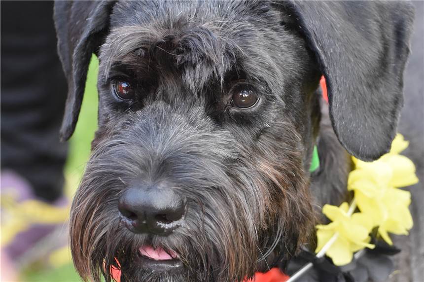 Riesenschnauzer Jerry wurde von Familie Grundmanns Schäferhündin ausgesucht Familie Grundmann ist mit ihrem Riesenschnauzer Jerry glücklich.