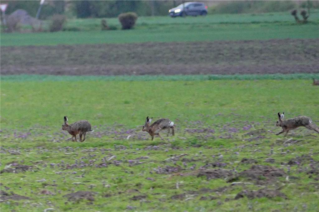 Feldhasen laufen hintereinander über ein Feld.