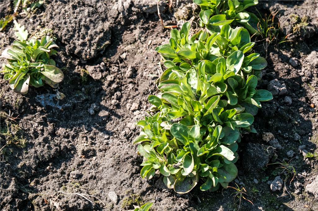 Marakla Sportellis Biogemüse: Hier wird der Kartoffelkäfer noch von Hand abgesammelt Feldsalat lugt auch zurzeit aus dem Boden an der Straße „Am Felling“. Er wird allerdings zu Gründünger – und nicht mehr auf dem Teller landen.