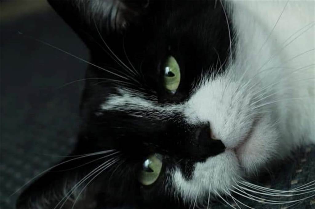 Ein Kater sieht aus als wäre er tief in Gedanken.