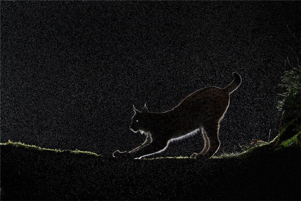 Eine Katze in der Dunkelheit
