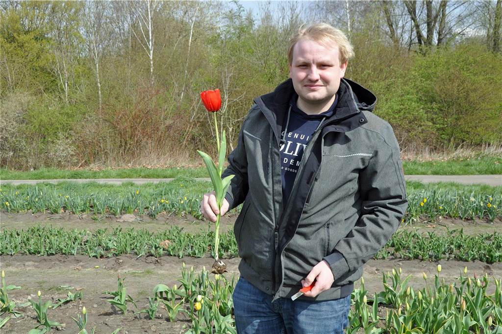 Tulpen zum Selbstschneiden auf Mengeder Feld gibt‘s noch bis Mitte Mai Ferdinand Schulze Froning betreibt an 15 Standorten rund um Dortmund seine Blumenfelder.