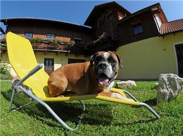 Ferien für alle: Während sich der Besitzer von Greta in der Welt herumtreibt, entspannt die Boxer-Dame im Hundehotel "World of Animals 4 Pfoten Resort" nahe Bad Birnbach (Niederbayern) auf einem Liegestuhl. (Bild: dpa)