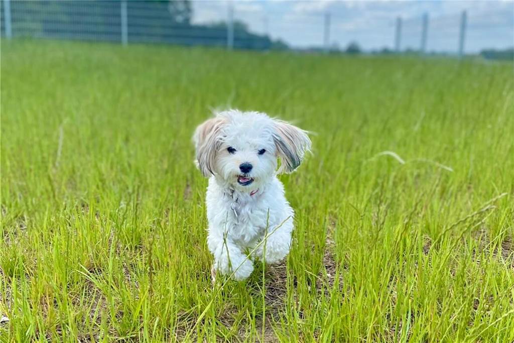 Fiene hat sichtlich Spaß auf der Hundewiese in Olfen. 