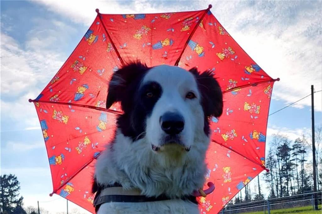 Border Collie, Australian Shepherd