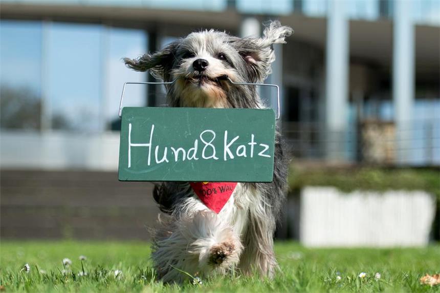 Filmhund "Tom Tom"  ist unterwegs zur Messe "Hund & Katz" in den Dortmunder Westfalenhallen.