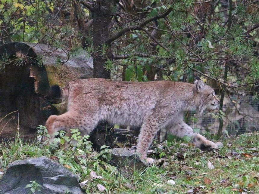 Wieder da: Entlaufener Luchs Findus eingefangen "Findus" ist wieder aufgetaucht. Foto: Zoom Erlebniswelt/Archiv
