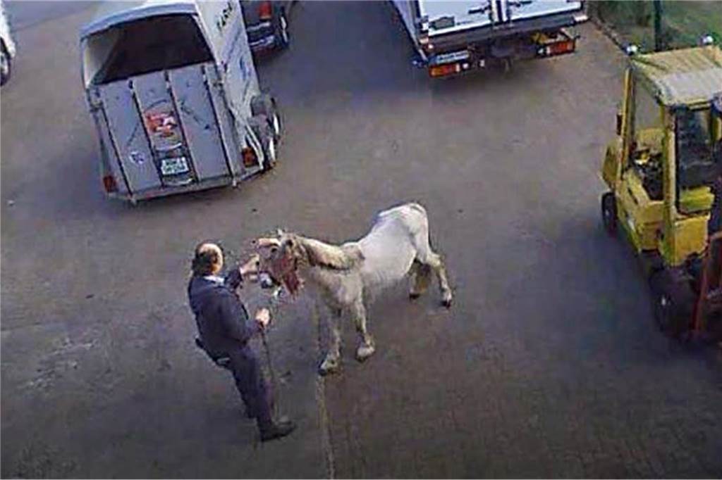 Firmenchef Marko Mecke vor einem abgemagerten Pferd, das die Augen verbunden hat. Ein Bild aus einer der versteckten Kameras.