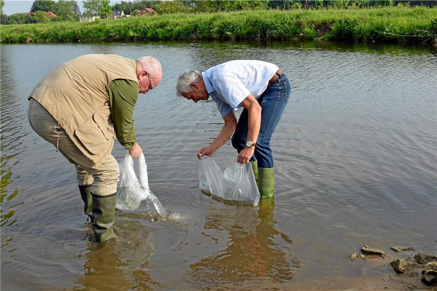 Fischereiverein setzt 1500 Quappen in der Stever in Olfen aus Fischereivereinsvorsitzender Claus Bunte (l.) und Bürgermeister Wilhelm Sendermann setzten in der Stever Quappen aus.