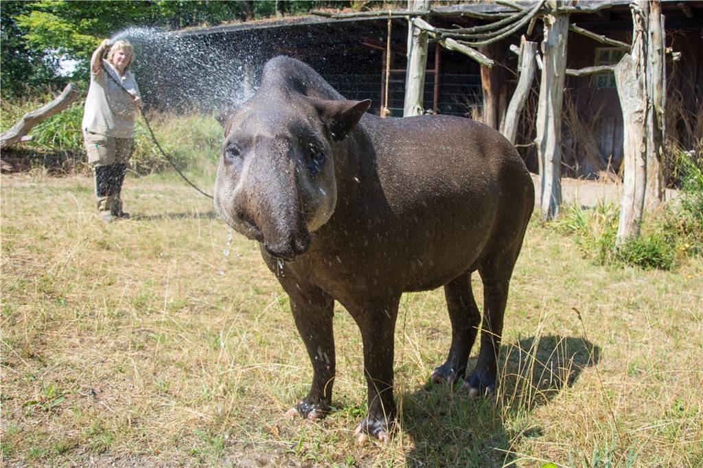 Hitzewelle: Sogar Tierarten aus Afrika ist es im Dortmunder Zoo zu heiß Flachlandtapir Kuni genießt die kalte Dusche, die ihm Tierpflegerin Ilona Mayer verabreicht.