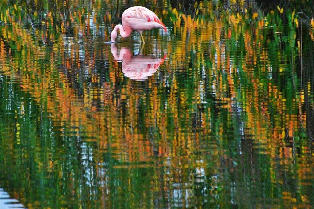 Flamingo in herbstlicher Umgebung.